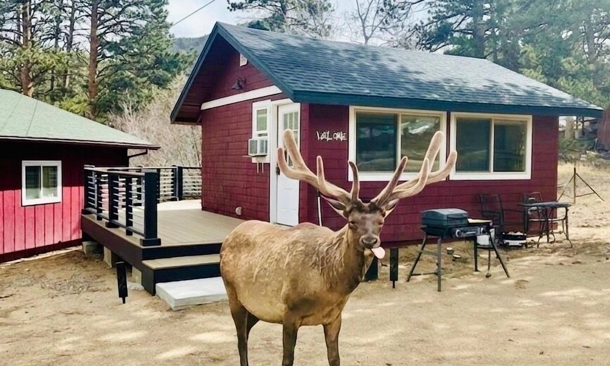 Estes Park Cabin | Charming Updated Rustic Studio. Excellent Location Close to Town & RMNP!