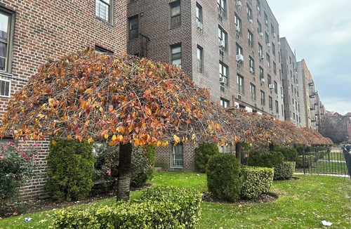 Ditmas Park Apartment | Charming 2 BR Apt, Great Location, Short Stays Available
