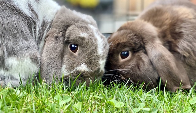 Adorable Farm Stay in Ballard! Bunnies, A/C, walkable, near beach & attractions