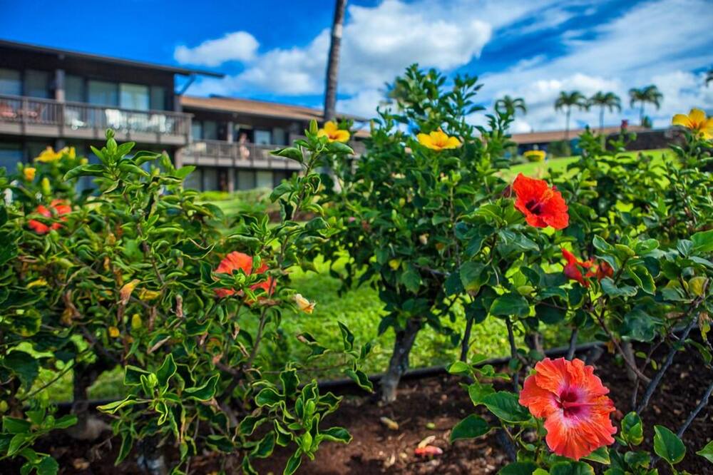 Photo of Outdoor in Kahana