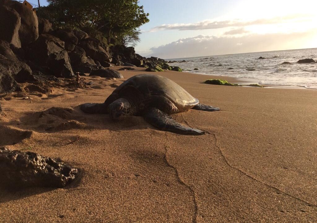 Photo of Others in Kahana