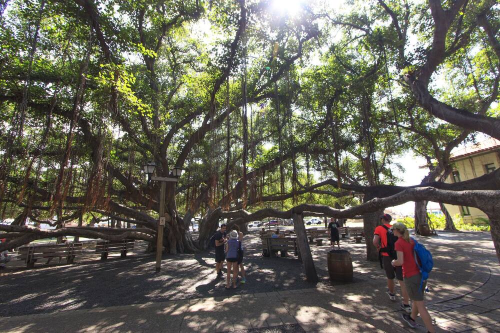 Photo of Others in Historic Lahaina Front Street
