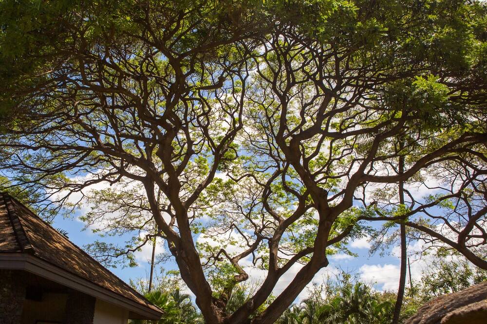 Photo of Others in Historic Lahaina Front Street