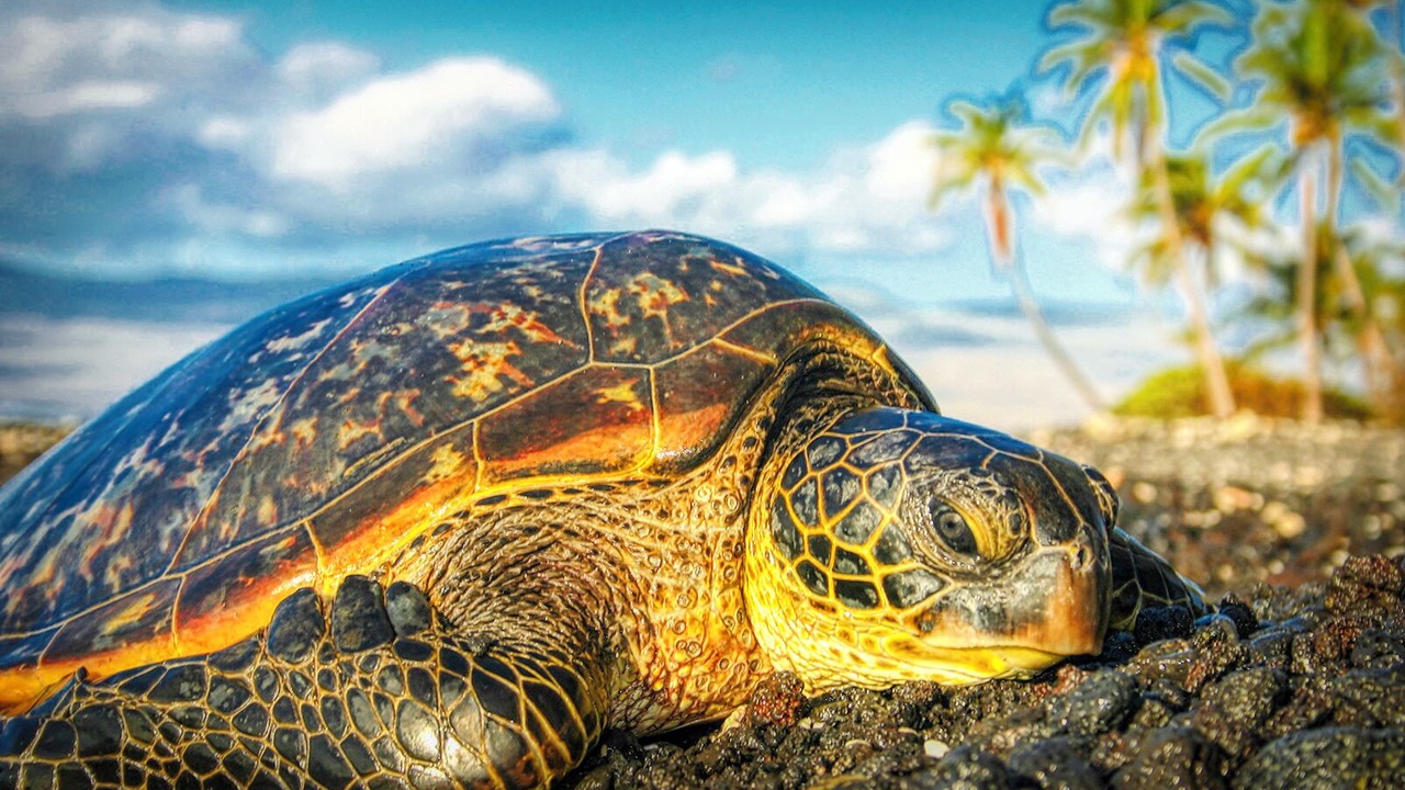 Photo of Others in Kahaluu Bay