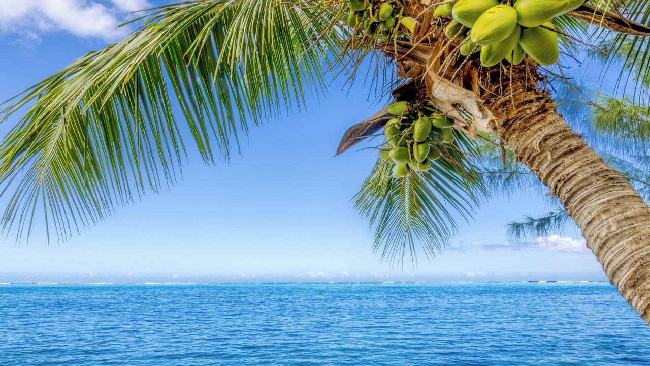 Photo of Others in Moorea-Maiao