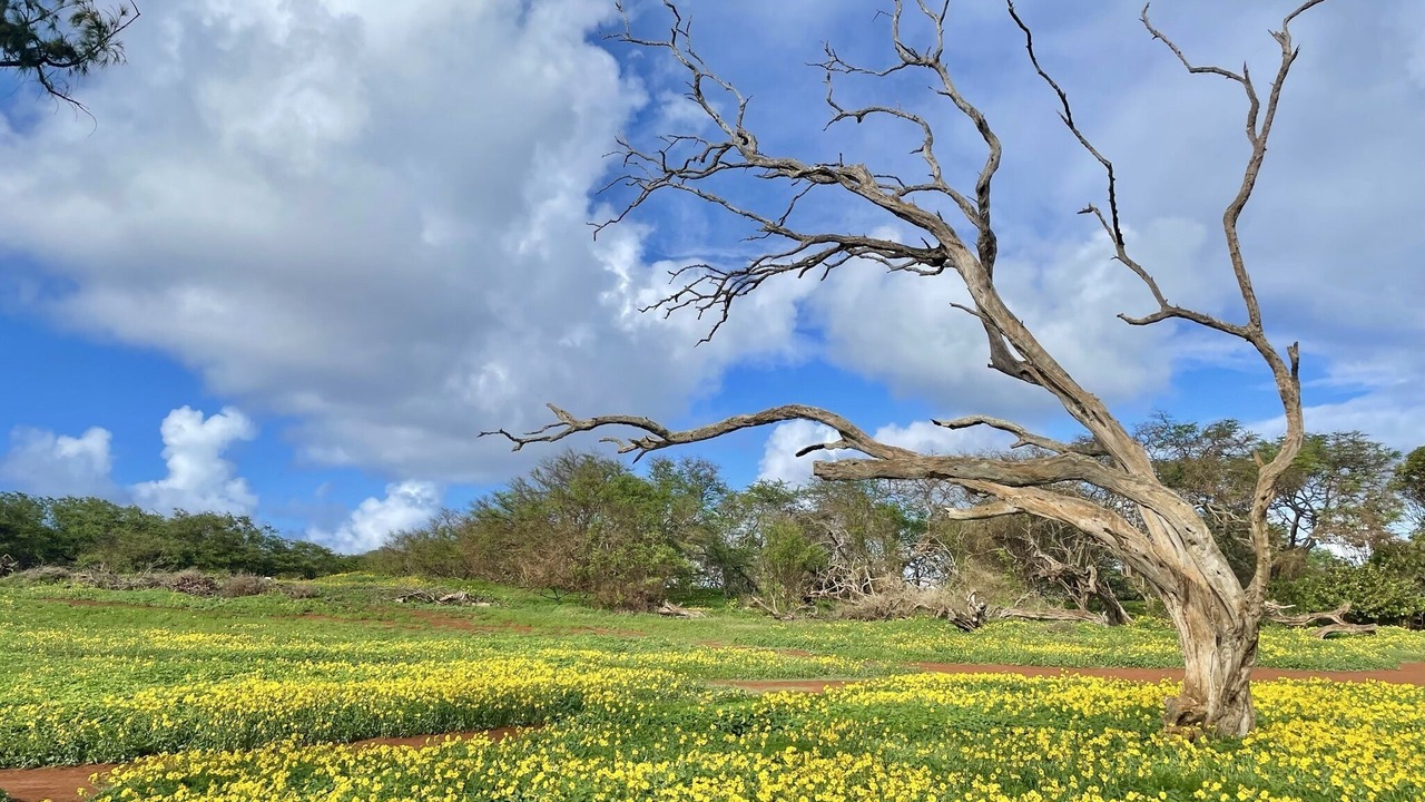 Photo of Outdoor in Maunaloa