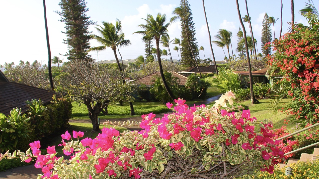 Photo of Others in Kaanapali