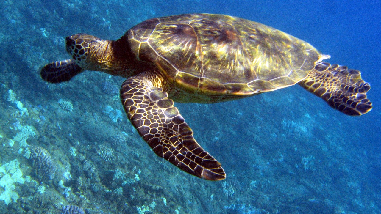 Photo of Others in Waikoloa Village