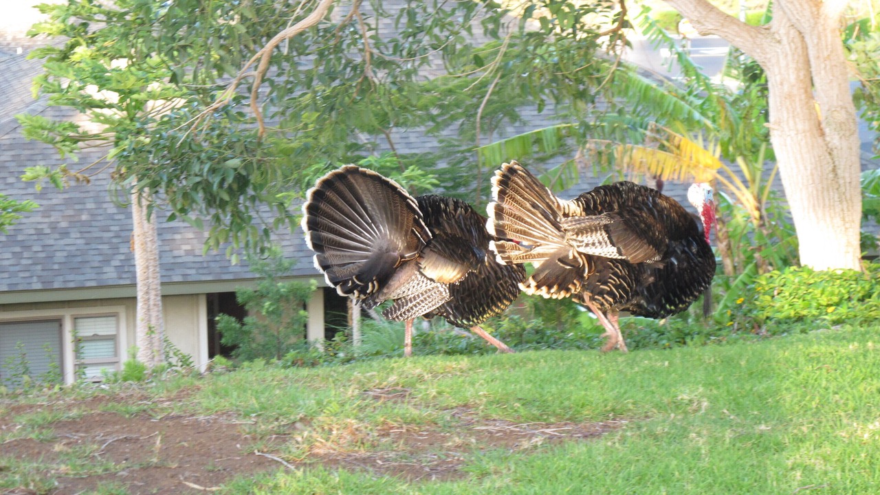 Photo of Others in Waikoloa Village