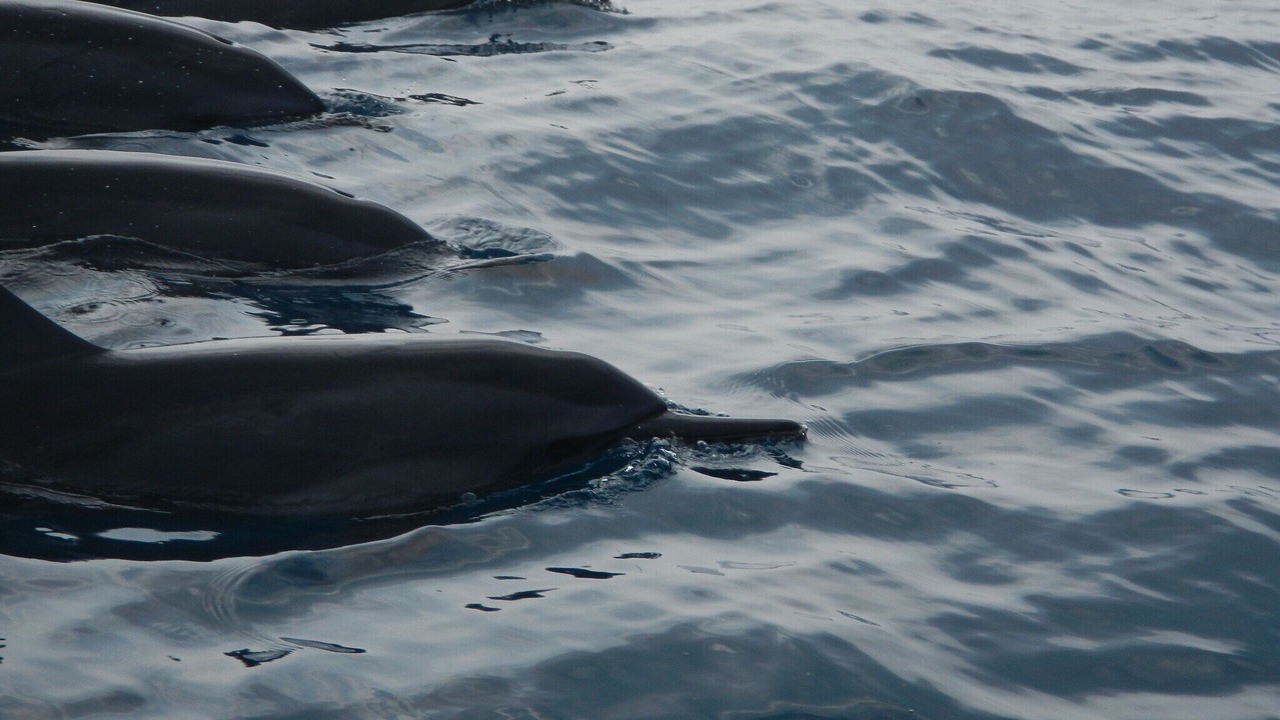 Photo of Others in Kailua-Kona