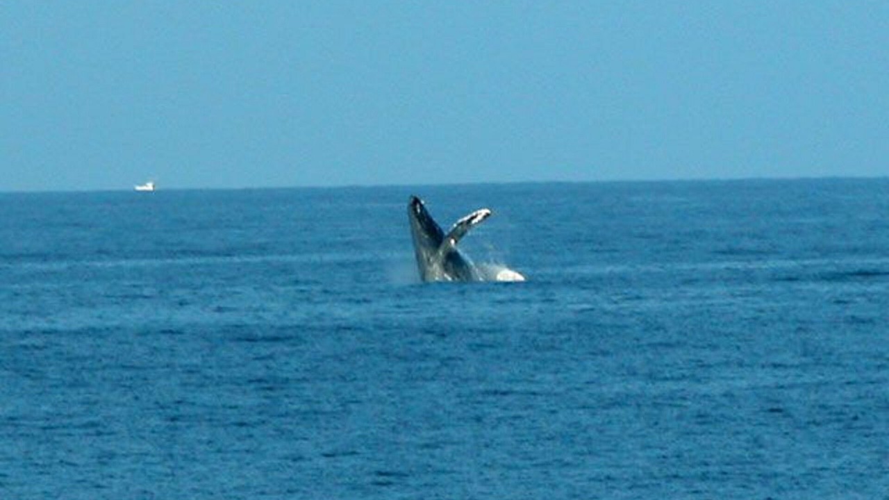Photo of Others in Kailua-Kona