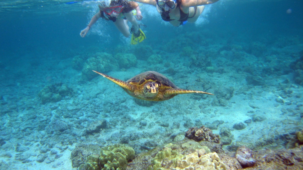 Photo of Others in Kahaluu Bay