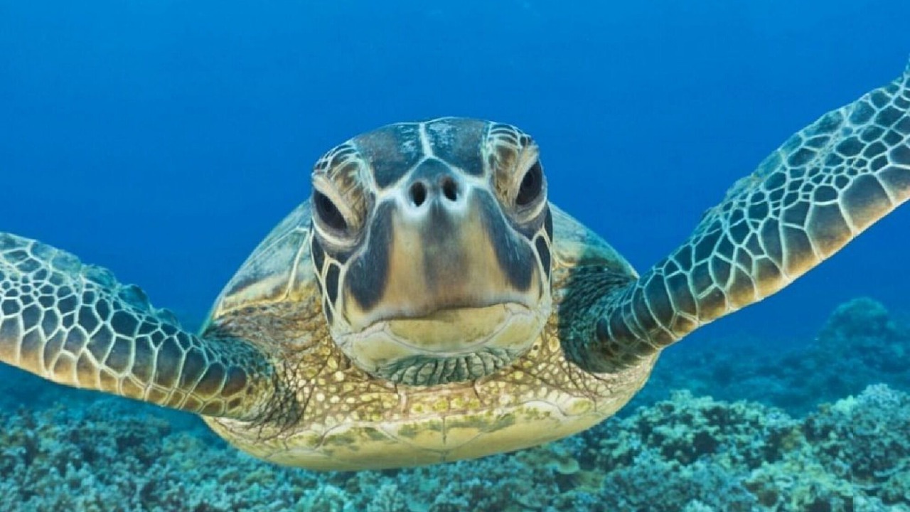 Photo of Others in Honokowai