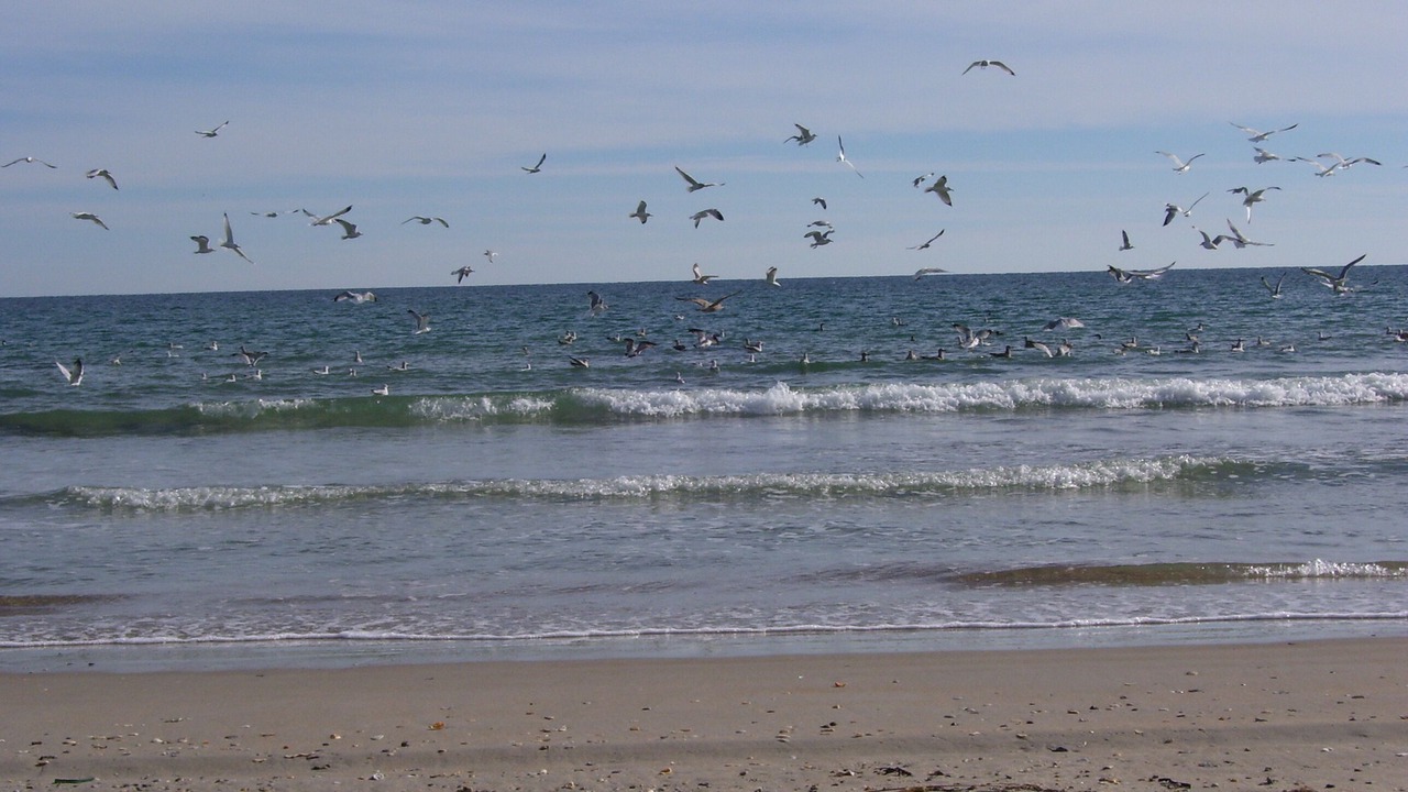 Photo of Others in Surf City