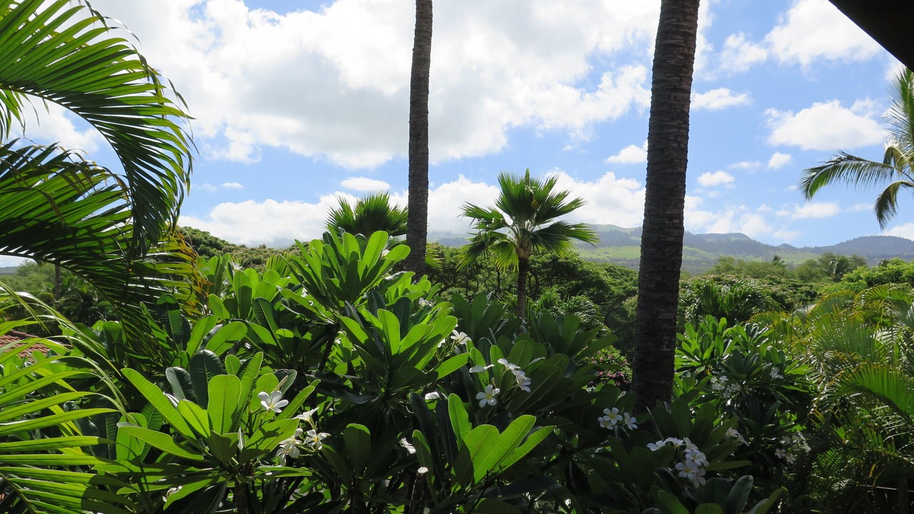 Photo of Outdoor in Wailea