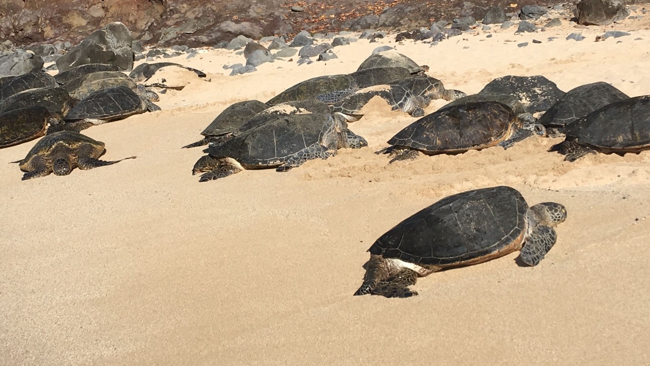 Photo of Others in Napili