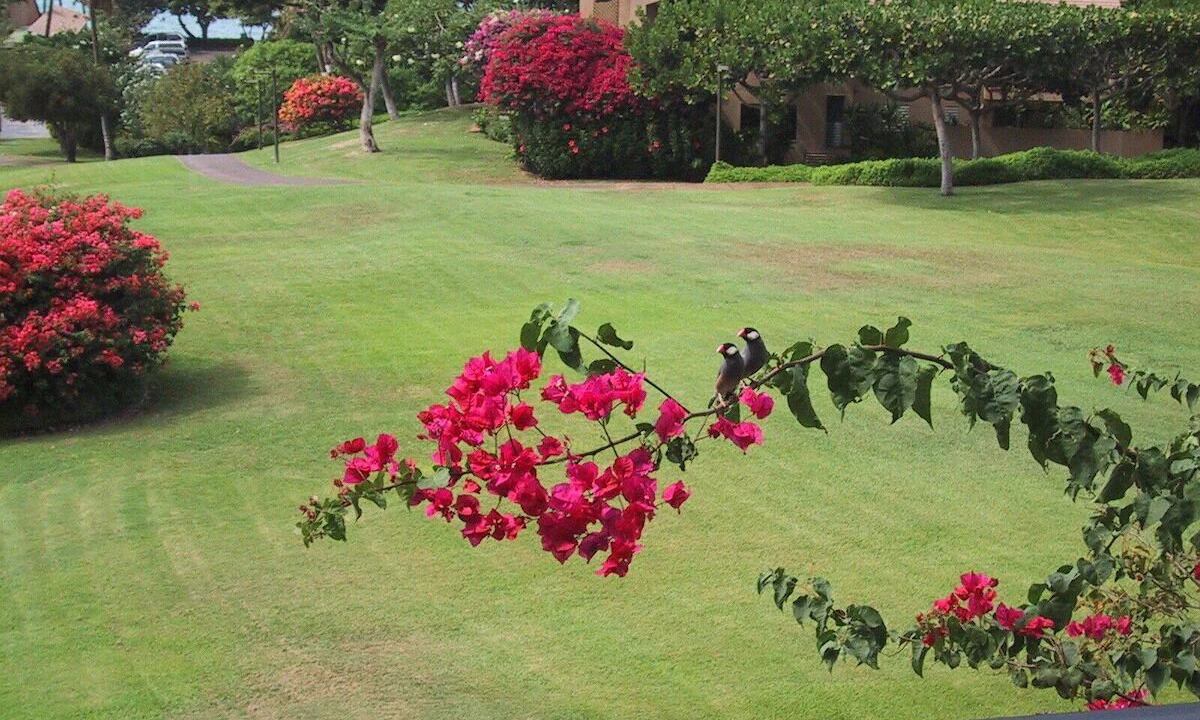 Photo of Others in Wailea