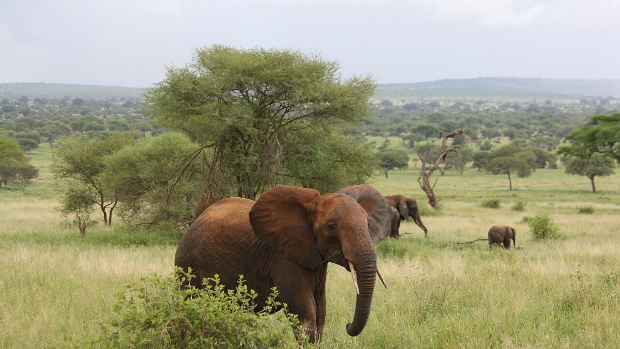 Photo of Others in Pangani