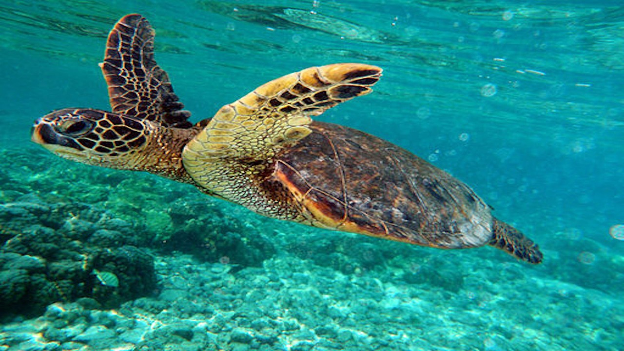 Photo of Outdoor in Kaanapali