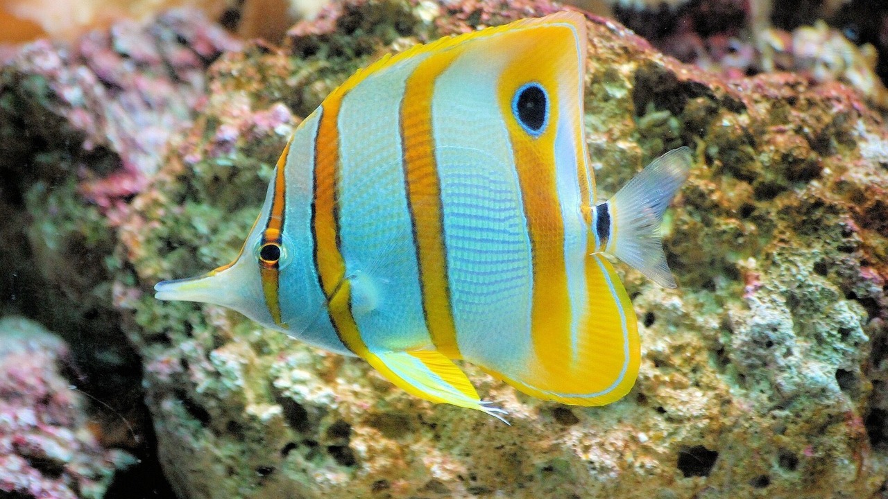 Photo of Outdoor in Waikoloa