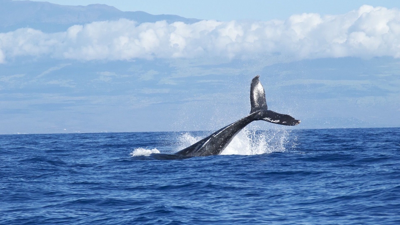 Photo of Others in Waikoloa