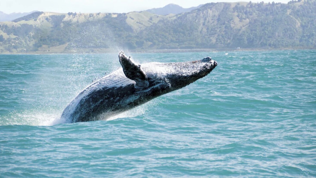 Photo of Others in Kaanapali