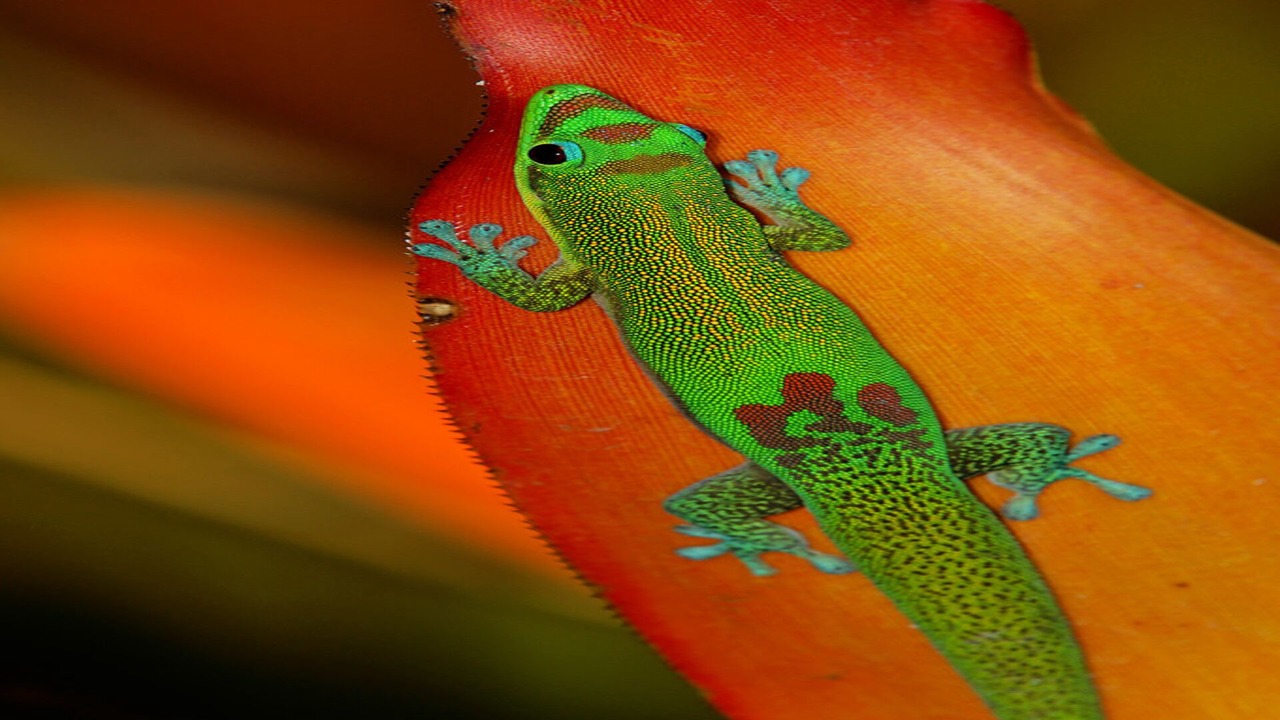 Photo of Outdoor in Kaanapali