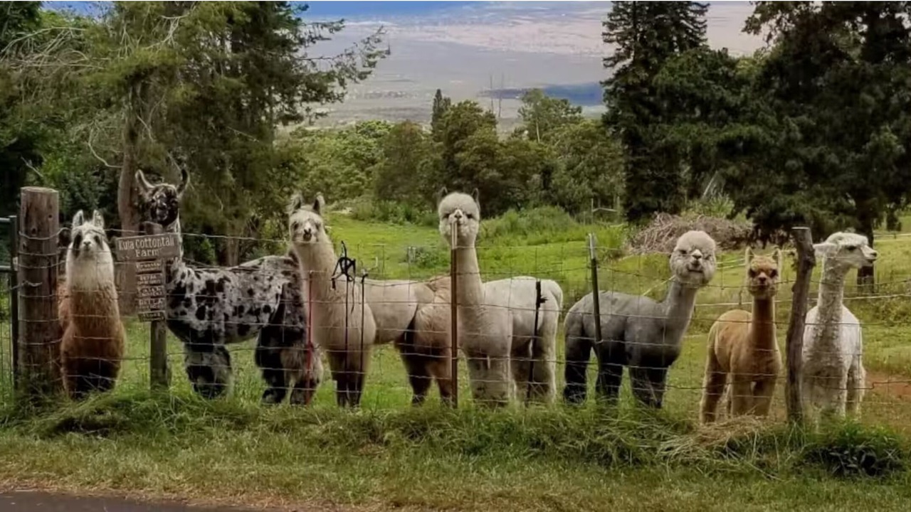 Photo of Others in Kula