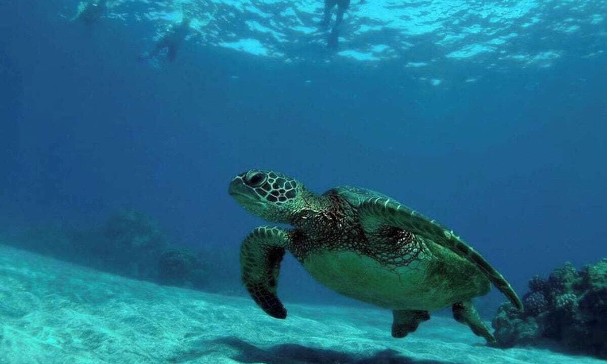 Photo of Others in Kihei