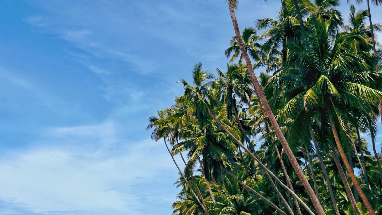 Photo of Others in Savusavu