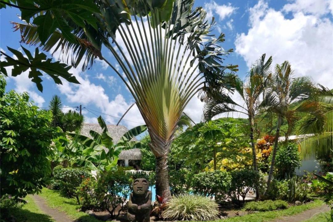 Photo of Others in Punaauia
