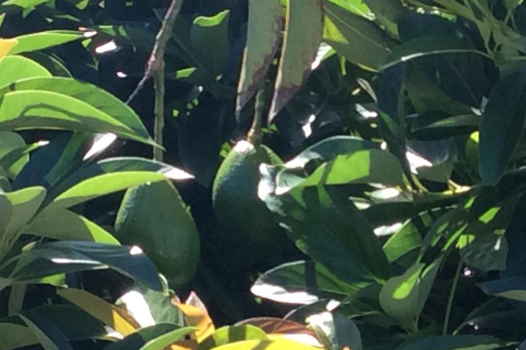 Photo of Others in Kapoho